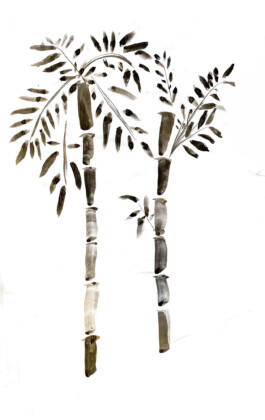 Femi Alexandra Awokoya