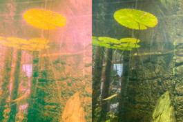 Femi Alexandra Awokoya